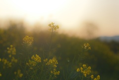 菜の花