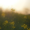 菜の花