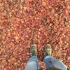床の紅葉
