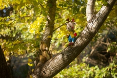 木で遊ぶトナカイとりす