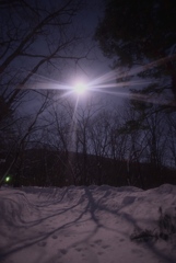 雪に照らされる木の影