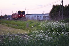 野花と電車