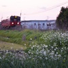 野花と電車