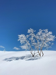 冬の木