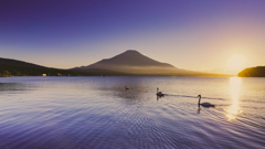 富士山と白鳥の共演