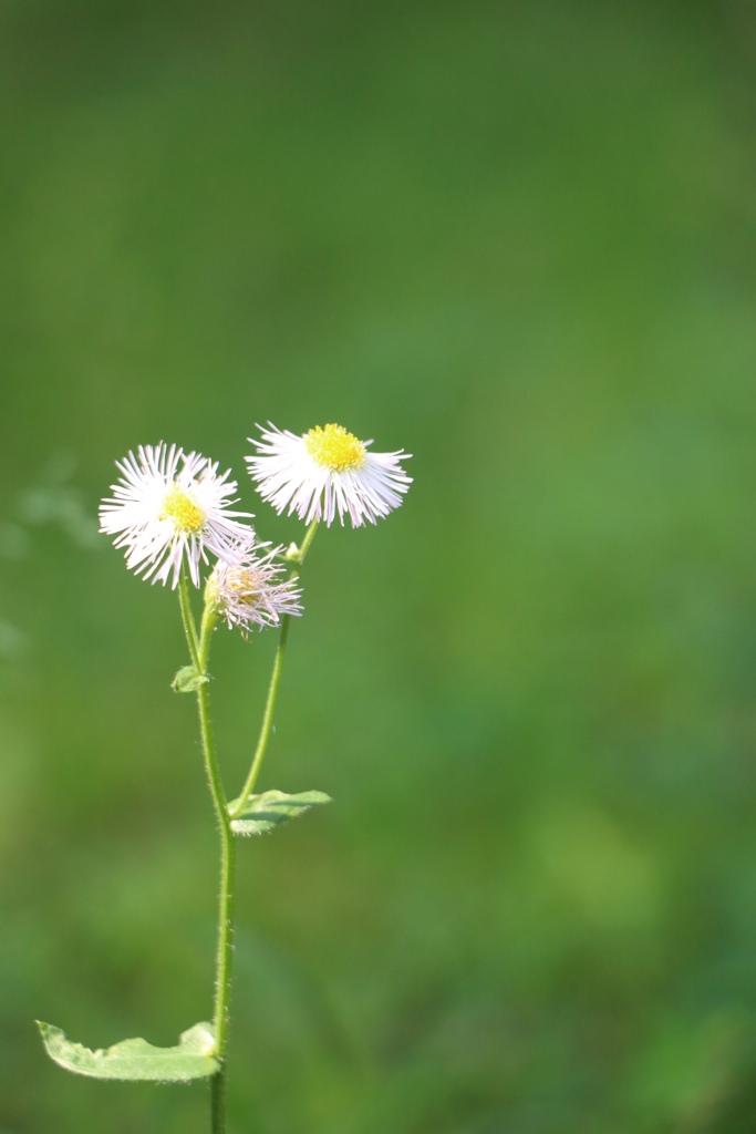 足元に咲く花