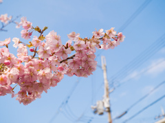 京都　淀水路河津桜