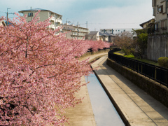 京都　淀水路河津桜