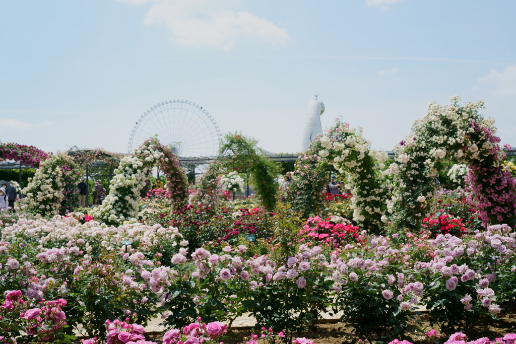 万博記念公園　ローズフェスタ