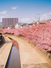 京都　淀水路河津桜