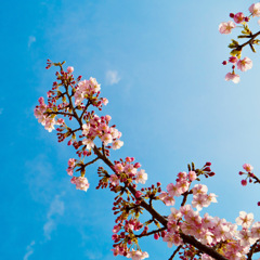 京都　淀水路河津桜