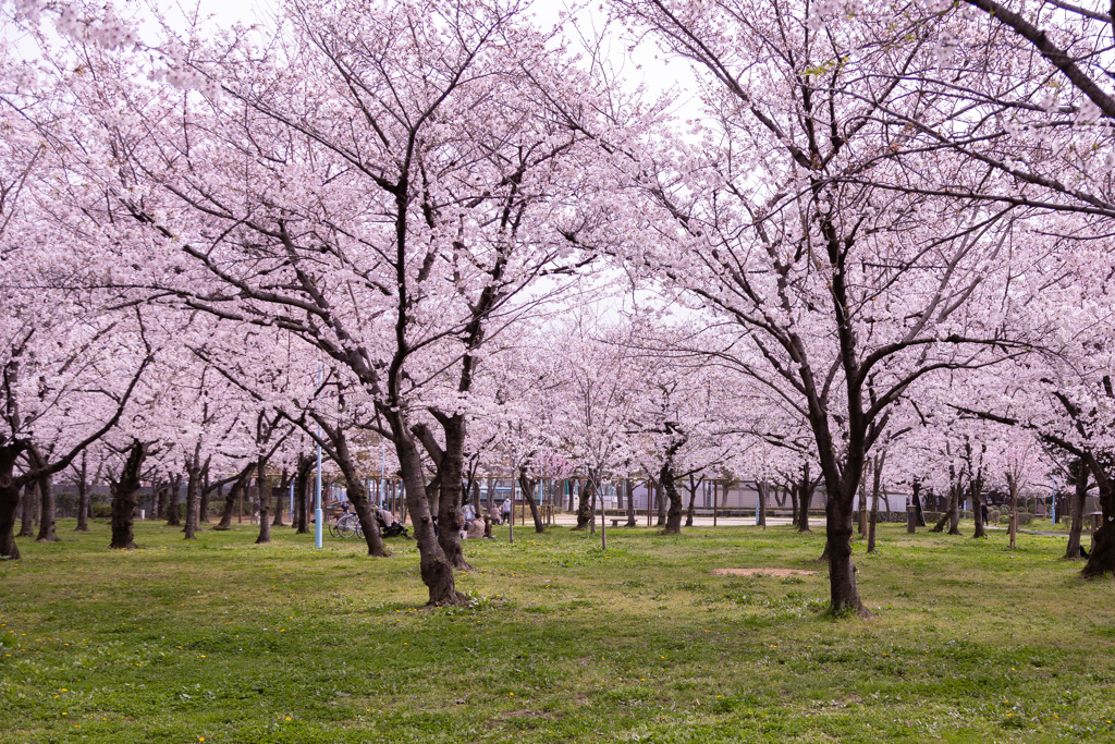 大阪市城北公園　桜