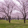 大阪市城北公園　桜