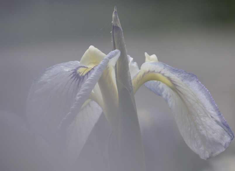 菖蒲
