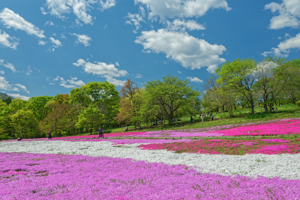 Hitsujiyama Park Chichibu Saitama