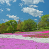 Hitsujiyama Park Chichibu Saitama