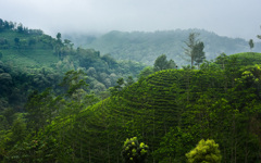 Kebun Teh Sirah Kencong