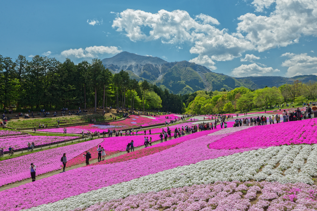 Hitsujiyama Park Chichibu Saitama