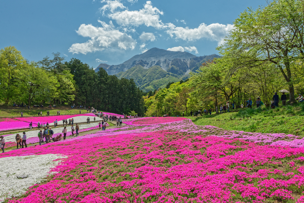 Hitsujiyama Park Chichibu Saitama