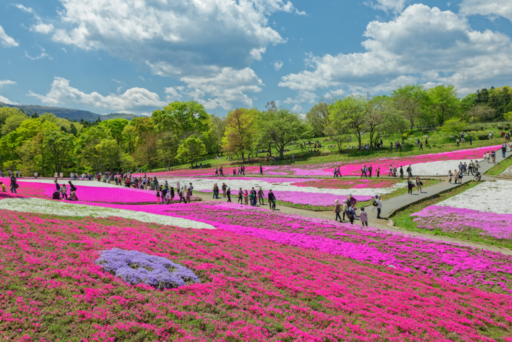 Hitsujiyama Park Chichibu Saitama