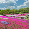 Hitsujiyama Park Chichibu Saitama