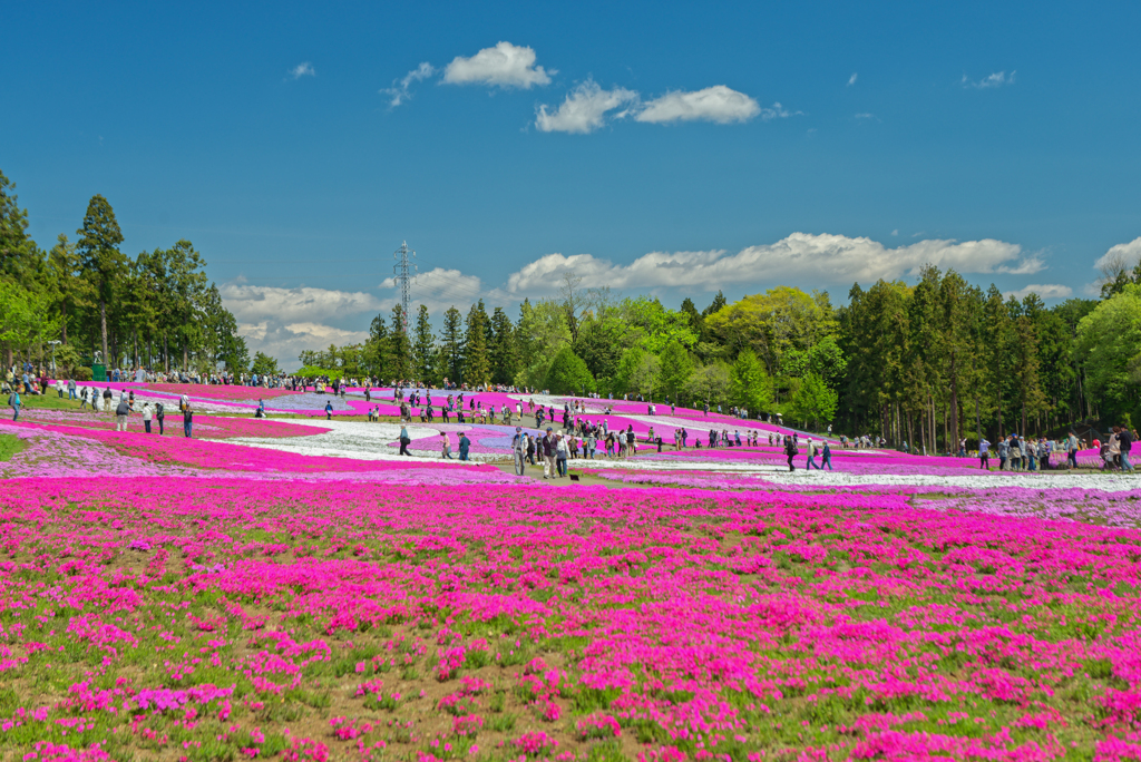 Hitsujiyama Park Chichibu Saitama