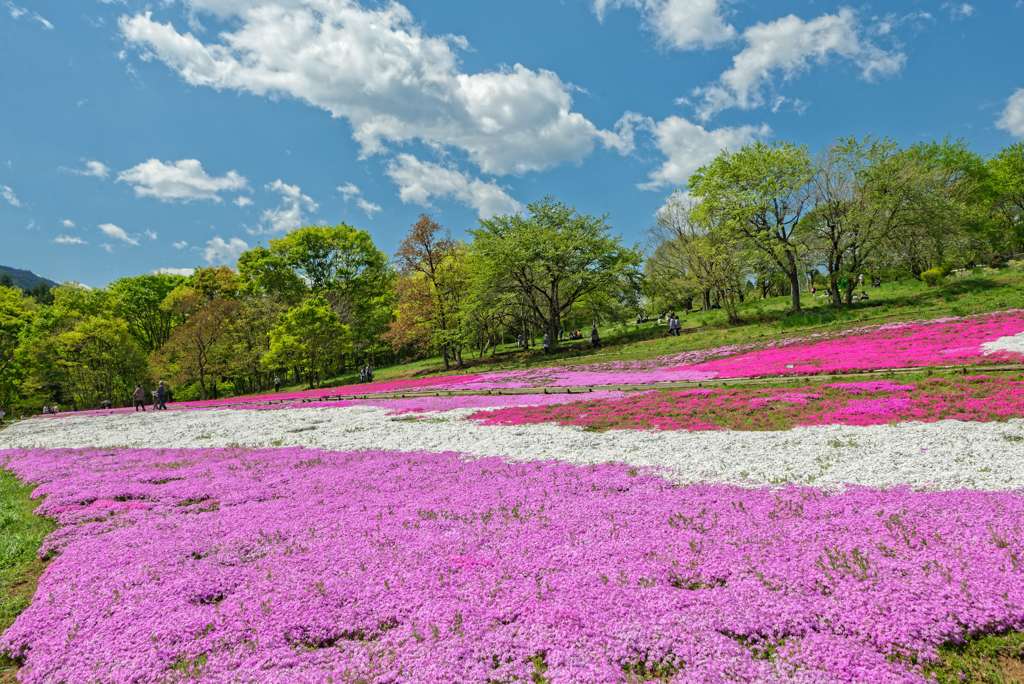 Hitsujiyama Park Chichibu Saitama