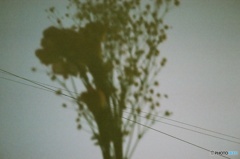 花束