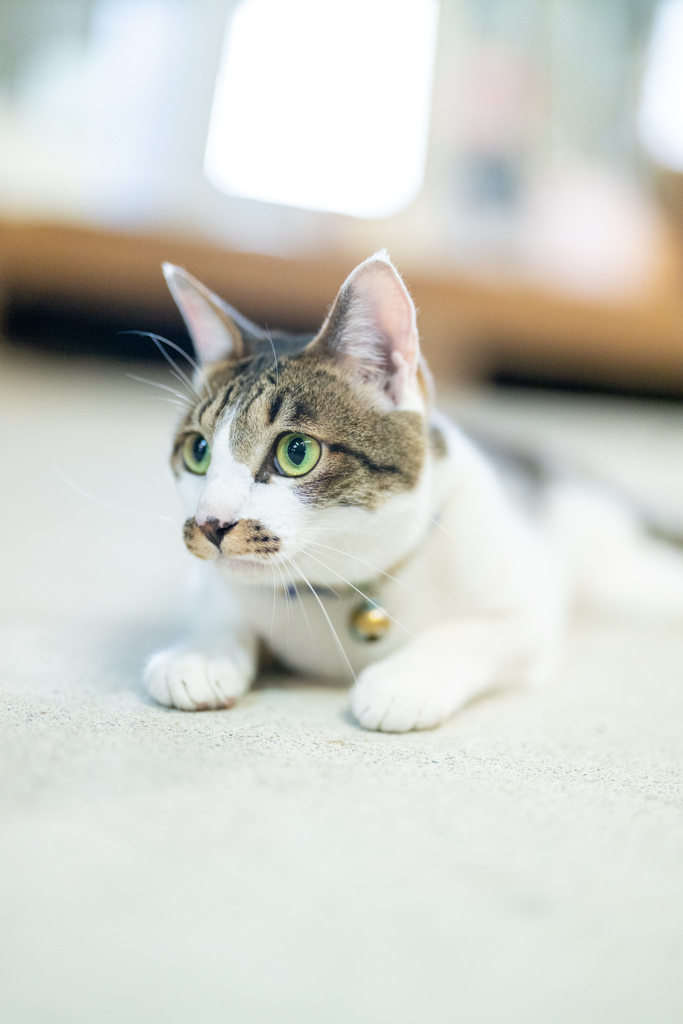 ふれでぃ・にゃーきゅりー。