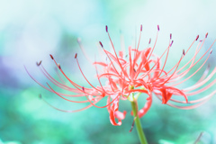 彼岸花。