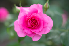 薔薇。