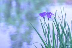 菖蒲？