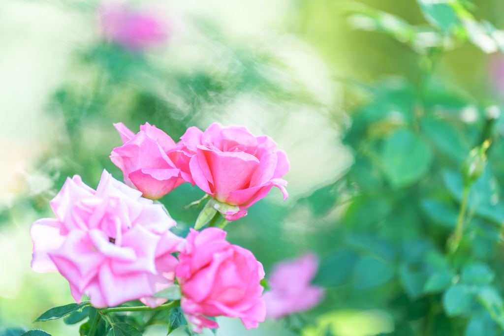 薔薇。