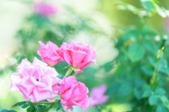薔薇。