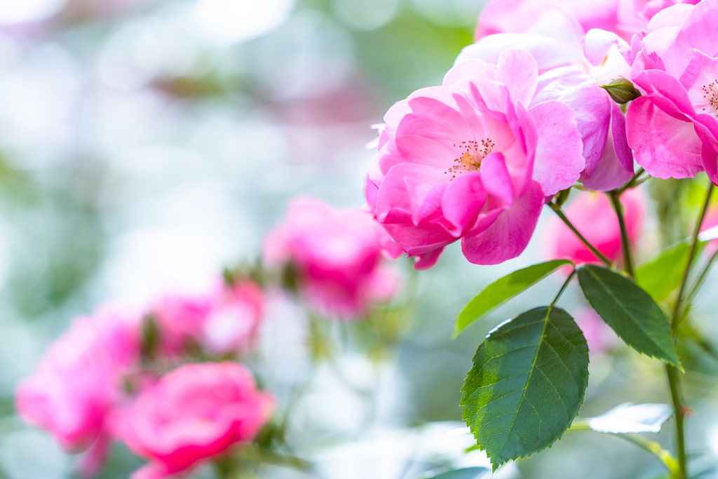 薔薇？