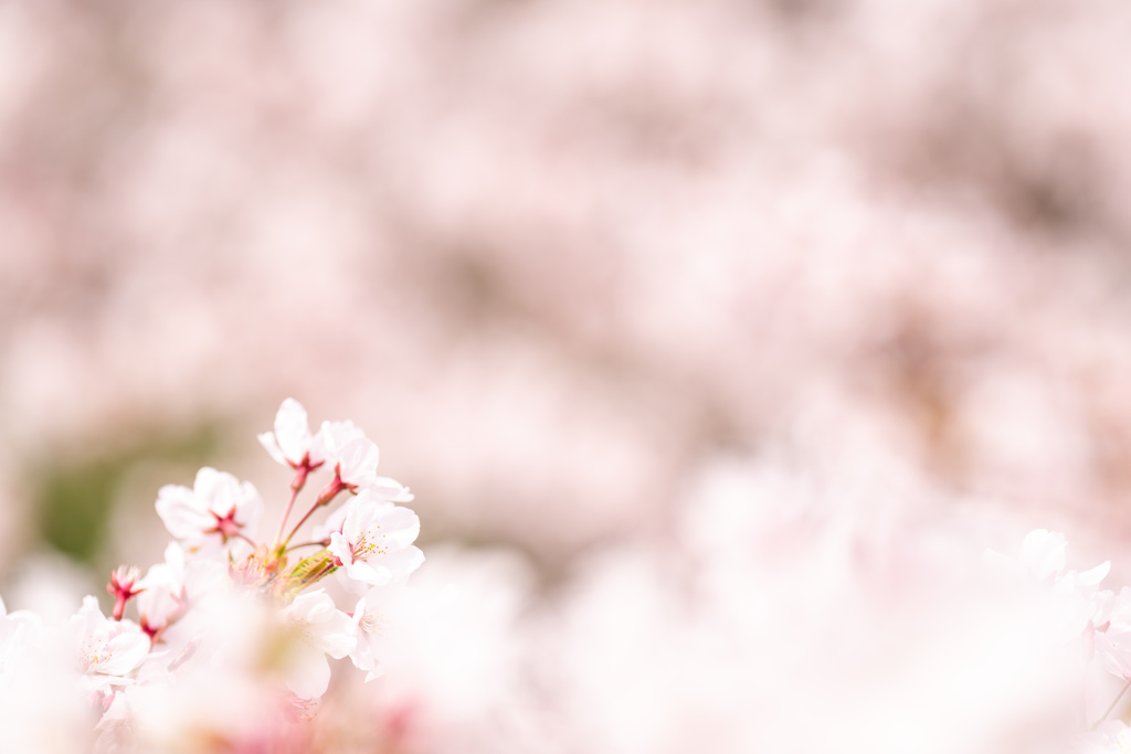 桜。