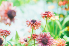 花。