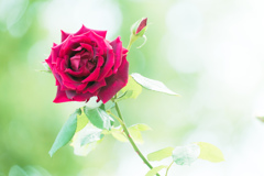 公園お写んぽ。