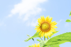ひまわり。