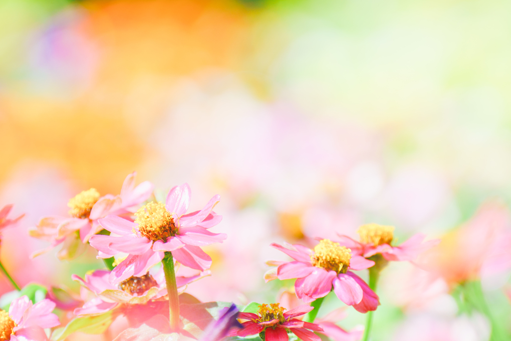 花。