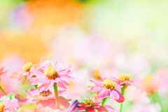 花。