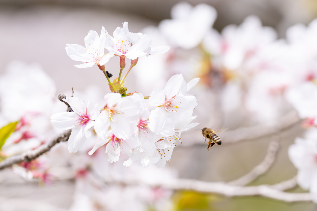桜蜂。