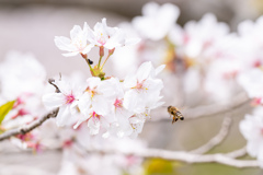 桜蜂。