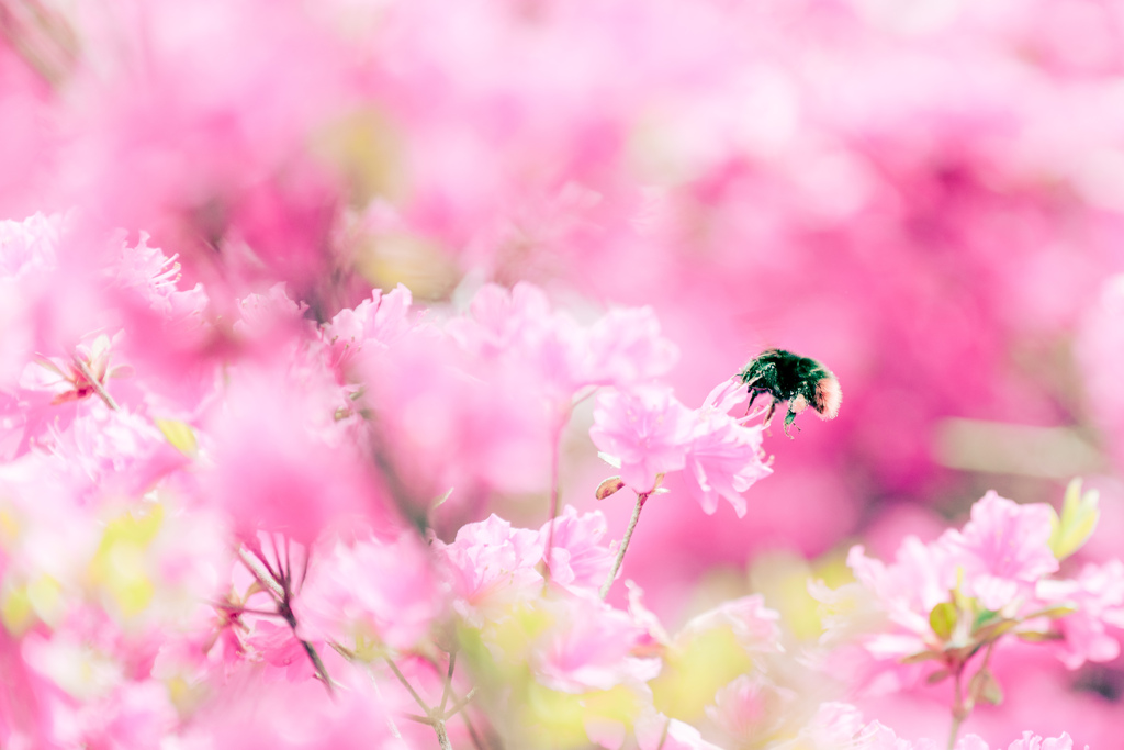 ぶんぶんぶん。