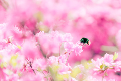 ぶんぶんぶん。