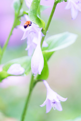 花と虫。