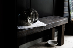 猫。