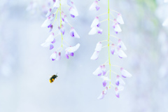 蜂。