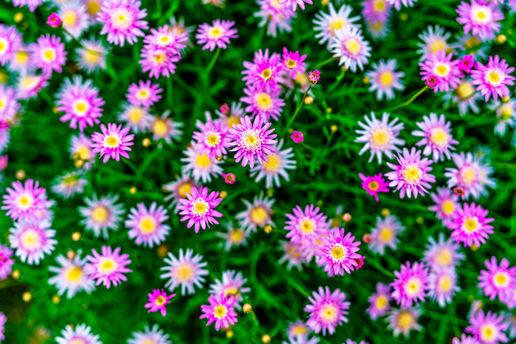小菊？