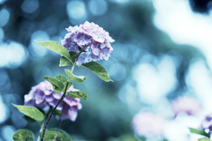 紫陽花。